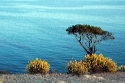Tree on the Cliffedge